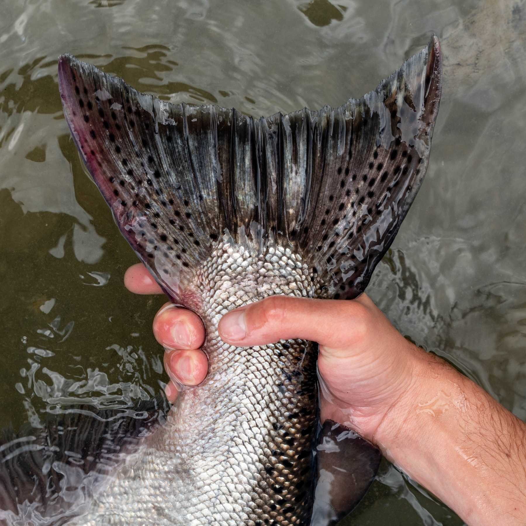 Cola de trucha sostenida sobre el agua de un río patagónico